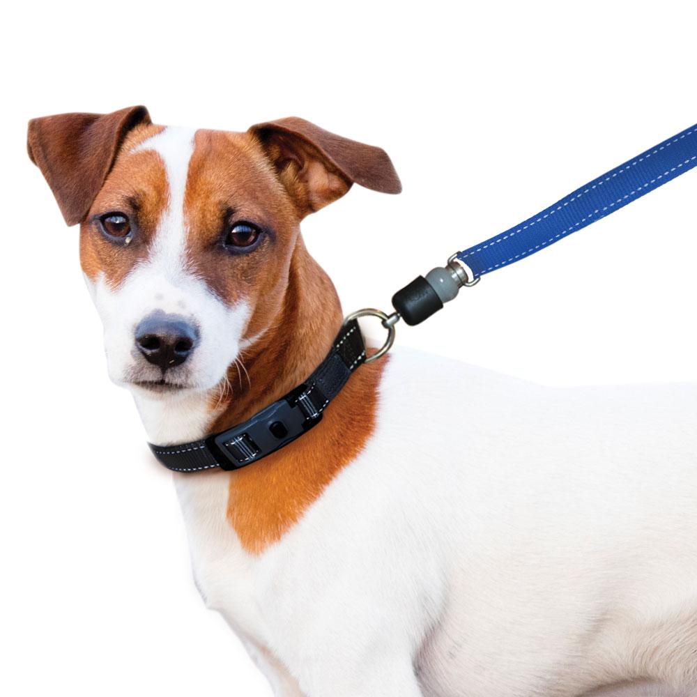 ThunderSnap_Quick_Connect_Dog_Leash-Jack-Russell-BLUE.jpg