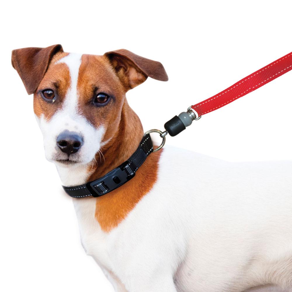 ThunderSnap_Quick_Connect_Dog_Leash-Jack-Russell-RED.jpg